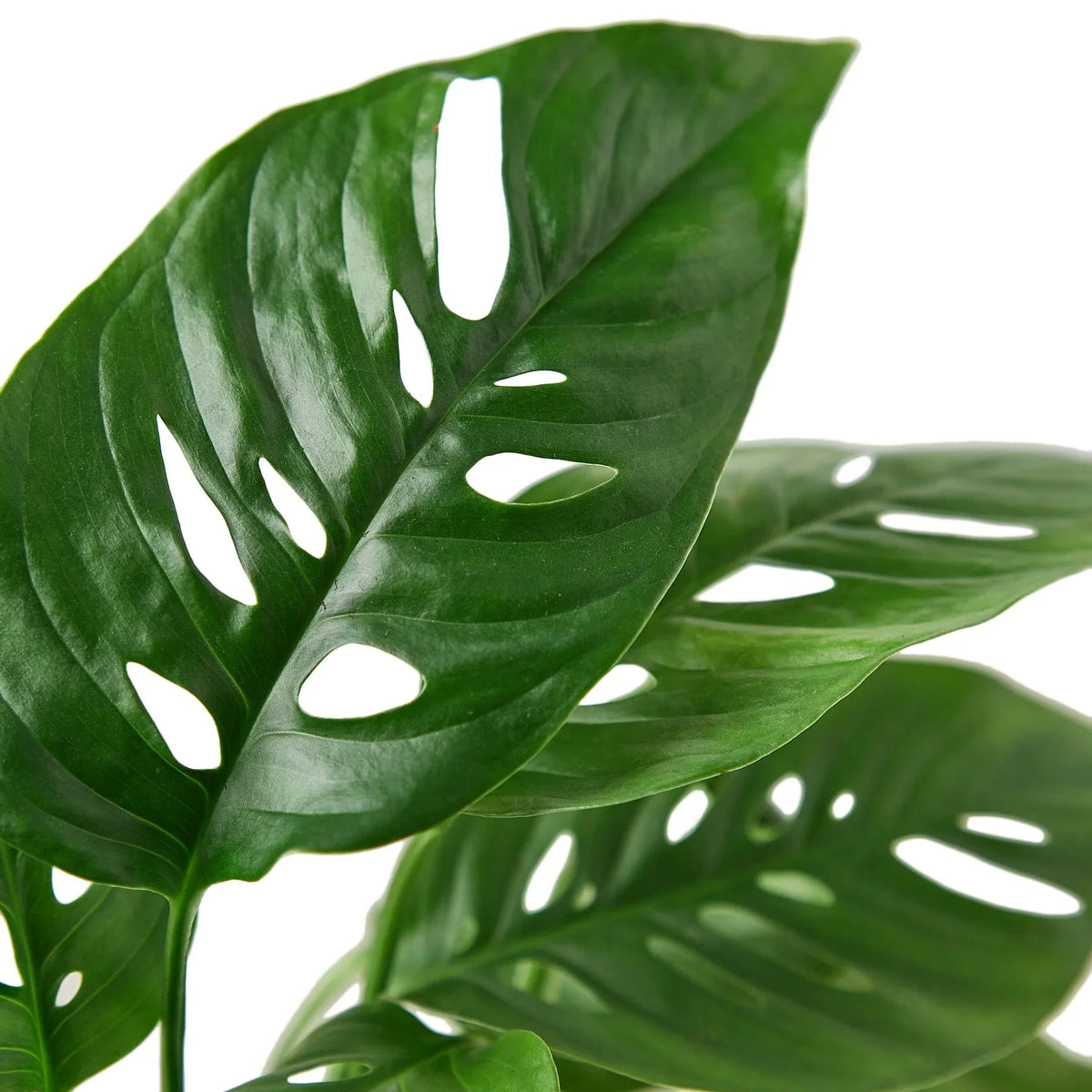 Monstera Adansonii 'swiss Cheese' – Bob's Botanicals