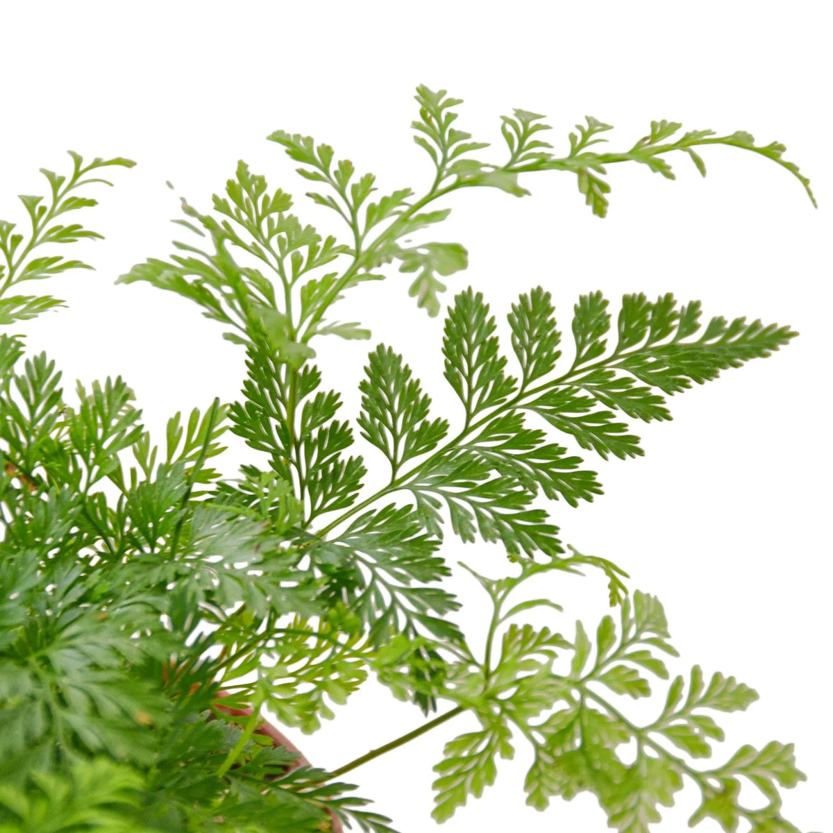 Rabbit's Foot Fern – Bob's Botanicals