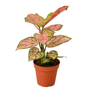 Open image in slideshow, Chinese Evergreen &#39;Lady Valentine&#39;
