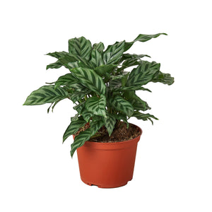 Open image in slideshow, Calathea Concinna &#39;Freddie&#39;
