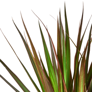 Open image in slideshow, Dracaena &#39;Marginata Magenta&#39;
