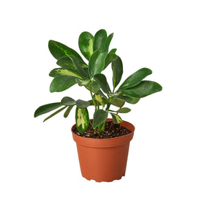 Open image in slideshow, Schefflera Arboricola Variegated &#39;Umbrella&#39;
