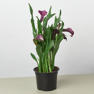 Open image in slideshow, Calla Lily
