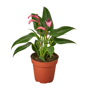 Open image in slideshow, Anthurium &#39;Purple&#39;
