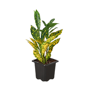 Open image in slideshow, Croton &#39;Gold Dust&#39;
