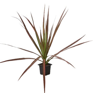Open image in slideshow, Dracaena &#39;Colorama&#39;
