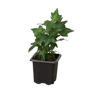 Open image in slideshow, English Ivy Green California
