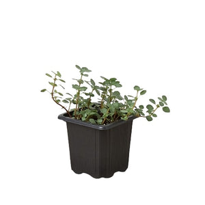 Open image in slideshow, Nettle &#39;Silver Sparkle&#39;
