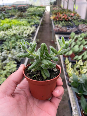 Open image in slideshow, Delosperma echinatum &#39;Pickle Plant&#39;
