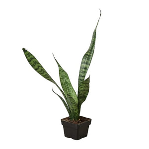 Open image in slideshow, Snake Plant &#39;Zeylanica&#39;
