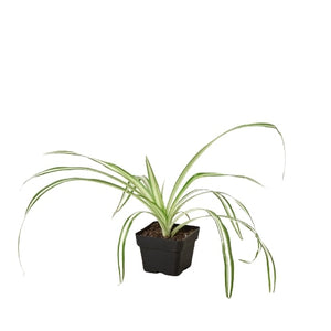 Open image in slideshow, Spider Plant Reverse

