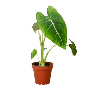 Open image in slideshow, Alocasia Micholitziana &#39;Frydek&#39;
