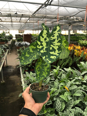 Open image in slideshow, Alocasia &#39;Hilo Beauty&#39;
