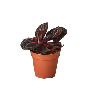 Open image in slideshow, Calathea &#39;Dottie&#39;
