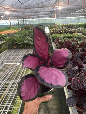 Open image in slideshow, Calathea &#39;Purple Rose&#39;
