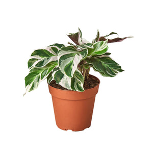 Open image in slideshow, Calathea &#39;White Fusion&#39;
