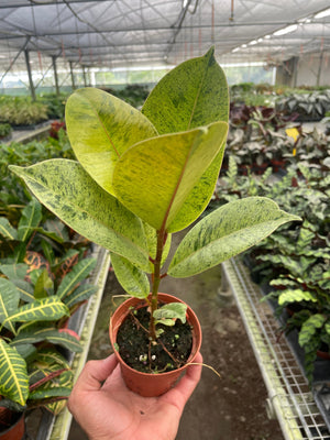 Open image in slideshow, Ficus &#39;shivereana&#39; (Moonshine)
