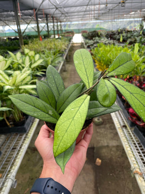 Open image in slideshow, Hoya &#39;Crassipetiolata&#39;

