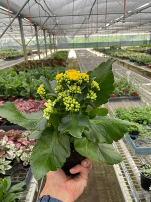 Open image in slideshow, Kalanchoe &#39;Yellow&#39;
