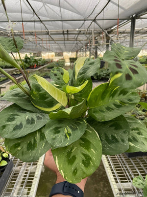 Open image in slideshow, Maranta Variegated &#39;Beauty Kim&#39;
