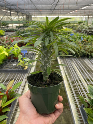 Open image in slideshow, Pachypodium &#39;lamerei&#39; (Madagascar Palm)

