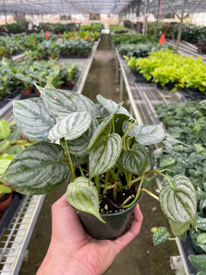 Open image in slideshow, Philodendron &#39;Brandi&#39;
