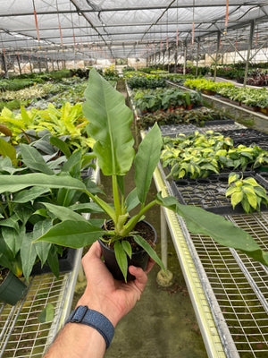 Open image in slideshow, Philodendron &#39;Jungle Boogie&#39;
