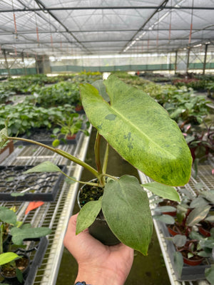 Open image in slideshow, Philodendron &#39;Paraiso Verde&#39;
