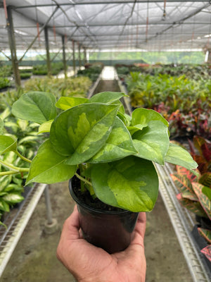 Open image in slideshow, Pothos &#39;Global Green&#39;
