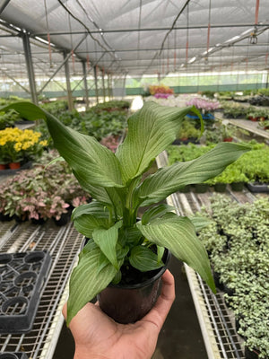 Open image in slideshow, Spathiphyllum &#39;Platinum Mist&#39;
