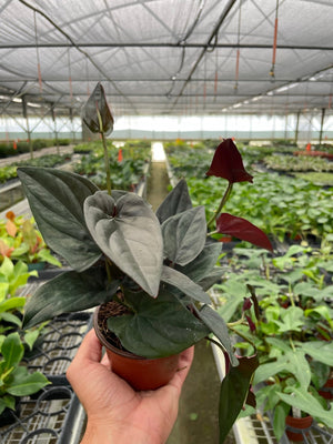Open image in slideshow, Syngonium &#39;Red Arrow&#39;
