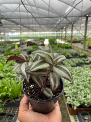 Open image in slideshow, Tradescantia Zebrina &#39;Wandering Dude&#39;
