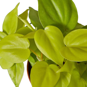 Open image in slideshow, Philodendron &#39;Neon&#39;

