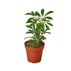 Open image in slideshow, Schefflera Moonlight &#39;Umbrella Plant&#39;
