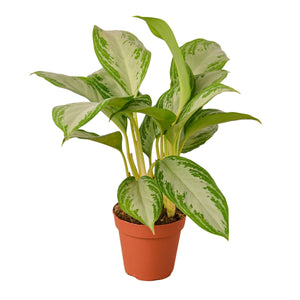 Open image in slideshow, Chinese Evergreen &#39;Silver Bay&#39;
