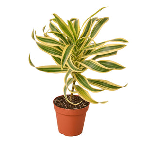 Open image in slideshow, Dracaena &#39;Song of India&#39;
