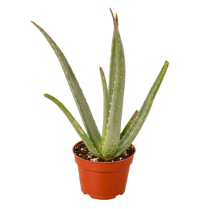 Open image in slideshow, Aloe Vera
