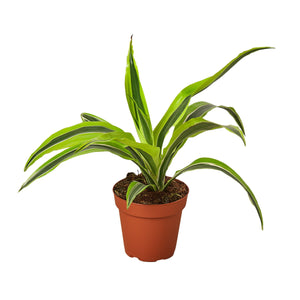 Open image in slideshow, Dracaena Deremensis &#39;Lemon Surprise&#39;
