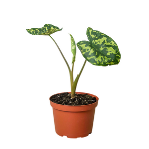 Open image in slideshow, Alocasia &#39;Hilo Beauty&#39;
