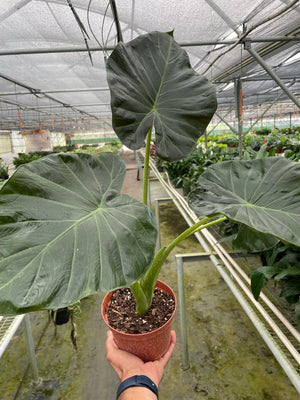 Open image in slideshow, Alocasia &#39;Regal Shields&#39;
