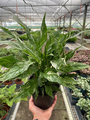 Open image in slideshow, Variegated Spathiphyllum &#39;Domino&#39;
