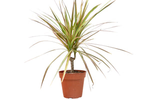 Open image in slideshow, Dracaena &#39;Red Margined&#39; - 4&quot; Pot

