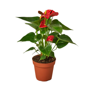 Open image in slideshow, Anthurium &#39;Red&#39;
