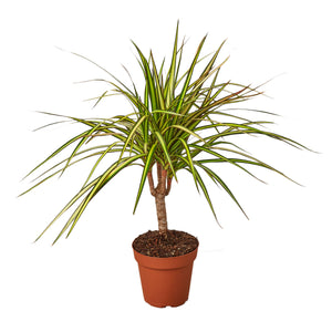 Open image in slideshow, Dracaena Marginata &#39;Sunshine&#39;
