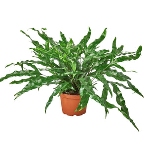 Open image in slideshow, Fern &#39;Kangaroo Paw&#39;
