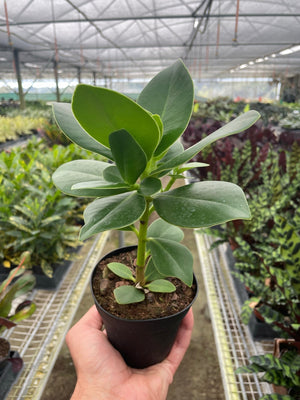 Open image in slideshow, Clusia &#39;Princess&#39; (Autograph Plant)

