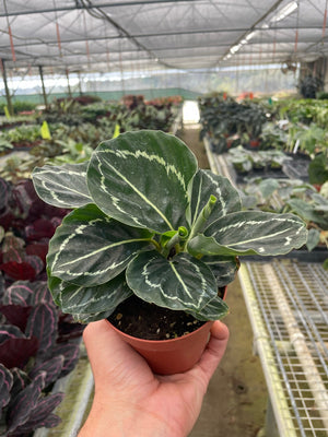 Open image in slideshow, Calathea &#39;Green Goddess&#39;
