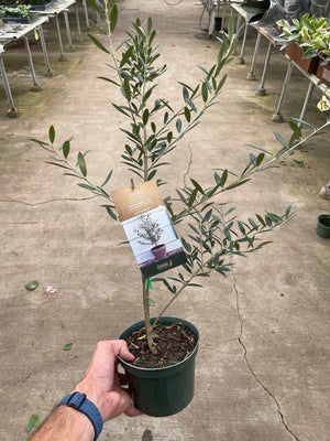 Open image in slideshow, Common Olive Tree (Olea europaea)
