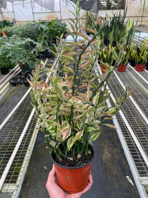 Open image in slideshow, Variegated Devil&#39;s Backbone Euphorbia
