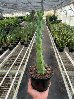 Open image in slideshow, Boobie Cactus
